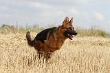 BERGER ALLEMAND 371